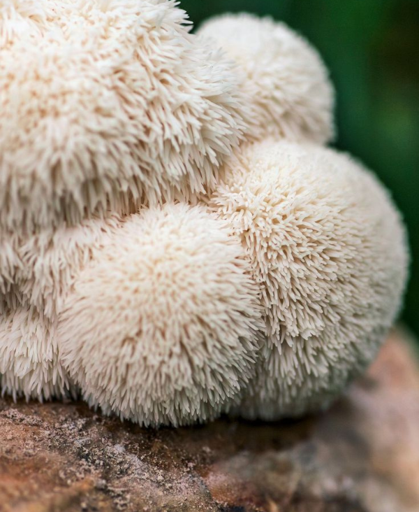 Mélatonine vs Champignons Adaptogènes : quelle solution naturelle pour un sommeil durable ?