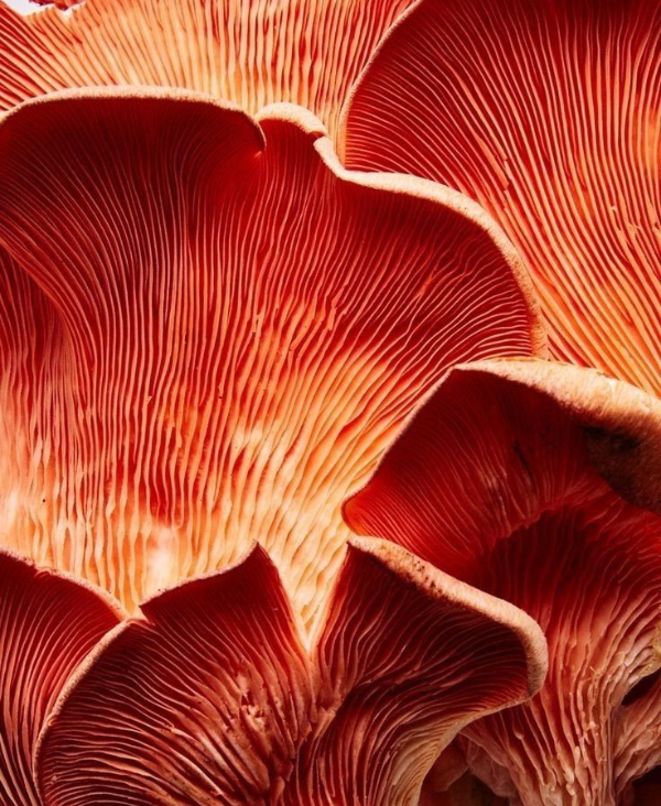 Reishi : Le Champignon de la Longévité