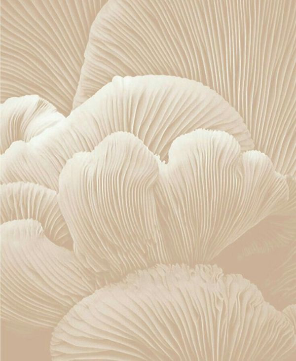 Les champignons adaptogènes et leur impact sur le cortisol
