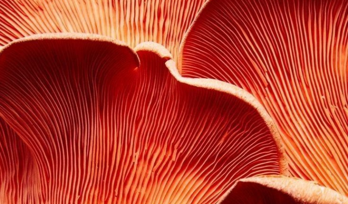 Reishi : Le Champignon de la Longévité