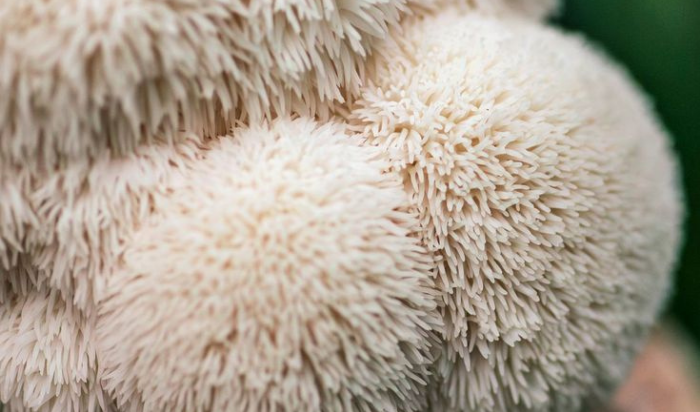 Mélatonine vs Champignons Adaptogènes : quelle solution naturelle pour un sommeil durable ?