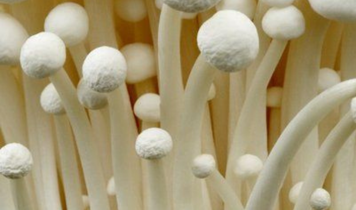 Les champignons adaptogènes : tradition ancestrale et usage moderne