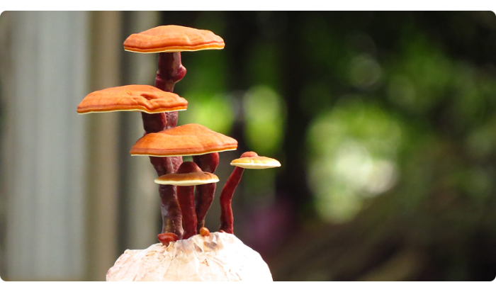 Reishi : Le Champignon de la Longévité